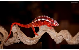 Furcifer pardalis Tamatave