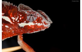 Furcifer pardalis Tamatave