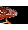 Furcifer pardalis Tamatave