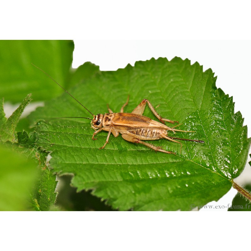 Grillons domestiques CARTON  - (Acheta Domesticus)