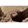 Eublepharis macularius Gecko Léopard