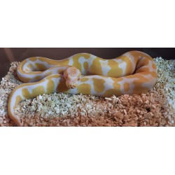 Python royal albinos