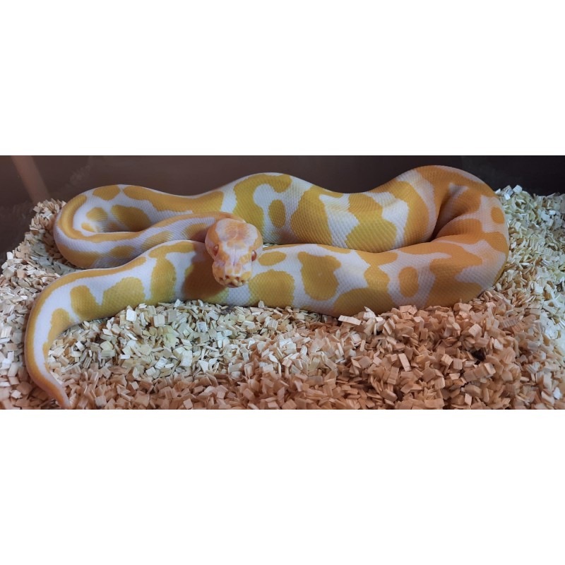 Python royal albinos