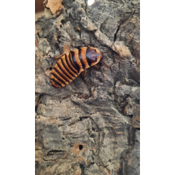 Elliptorhina laevigata