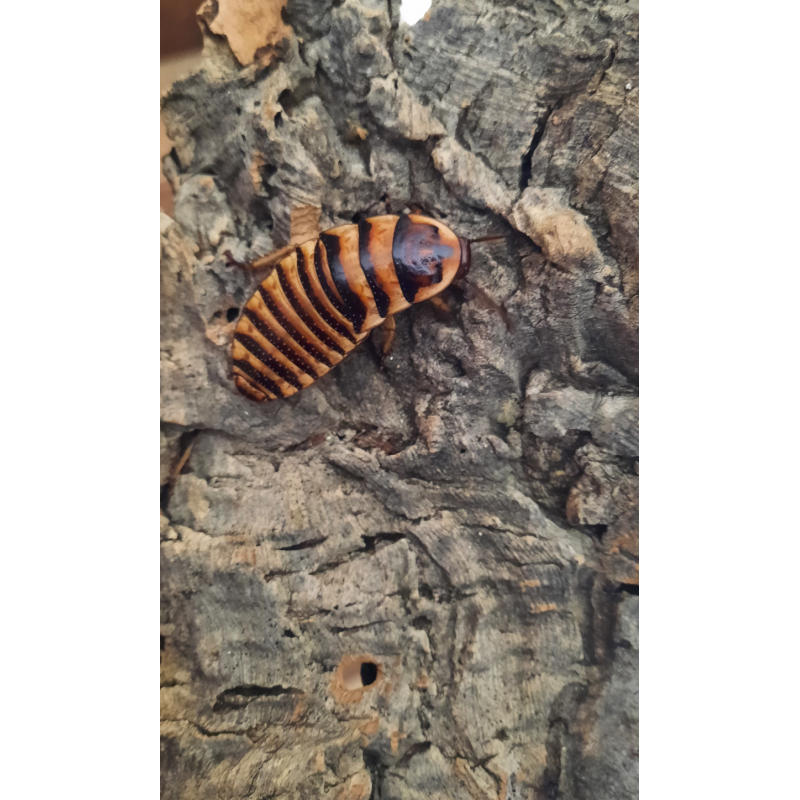 Elliptorhina laevigata