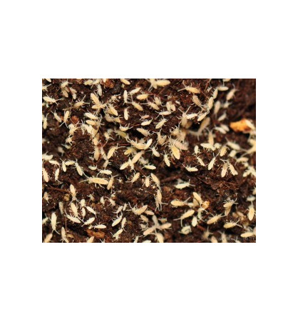 Collemboles tropicaux (grosses taille) Collemboles tropicaux (grosses taille)