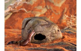 Gecko Cave Gecko Cave