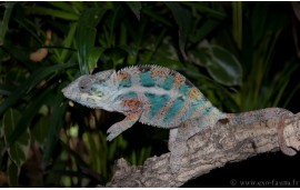 Furcifer pardalis Nosy faly Furcifer pardalis Nosy faly