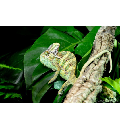 Chamaeleo Calyptratus Chamaeleo Calyptratus