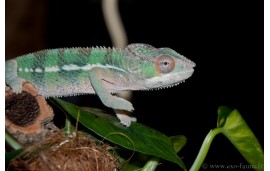 Fucifer pardalis Ambilobe red bar Fucifer pardalis Ambilobe red bar