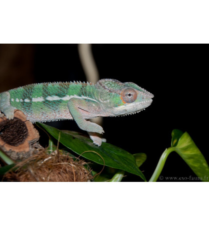 Fucifer pardalis Ambilobe red bar Fucifer pardalis Ambilobe red bar