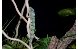 Fucifer pardalis Ambilobe red bar Fucifer pardalis Ambilobe red bar