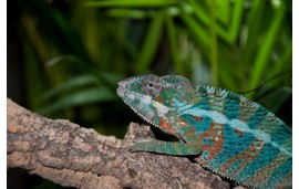 Furcifer pardalis Ambanja blue Furcifer pardalis Ambanja blue