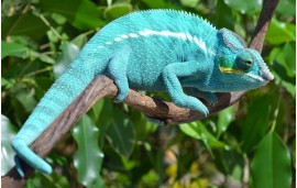 Furcifer pardalis Nosy be “true blue”