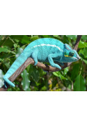 Furcifer pardalis Nosy be “true blue”