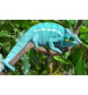 Furcifer pardalis Nosy be “true blue”