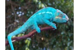 Furcifer pardalis Nosy be “true blue”