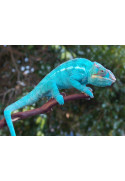 Furcifer pardalis Nosy be “true blue”