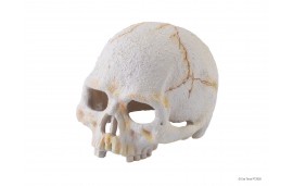 Cachette Tête de Mort - Primate Skull