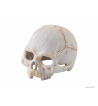 Cachette Tête de Mort - Primate Skull