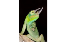 Trioceros Jacksonii Xantholophus Trioceros Jacksonii Xantholophus