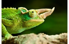 Trioceros Jacksonii Xantholophus Trioceros Jacksonii Xantholophus