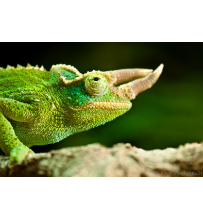Trioceros Jacksonii Xantholophus Trioceros Jacksonii Xantholophus