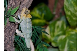 Trioceros hoehnelii Trioceros hoehnelii