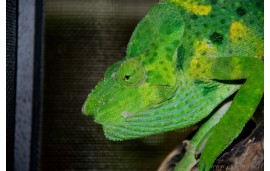 Trioceros Melleri Trioceros Melleri