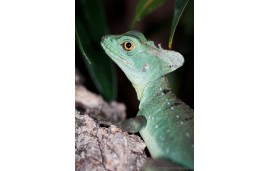 Basiliscus plumifrons Basiliscus plumifrons