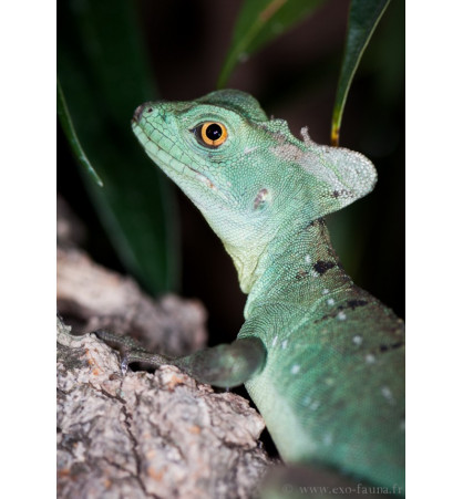 Basiliscus plumifrons Basiliscus plumifrons