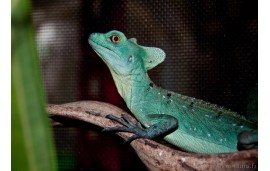 Basiliscus plumifrons Basiliscus plumifrons
