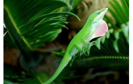 Anolis carolinensis Anolis carolinensis