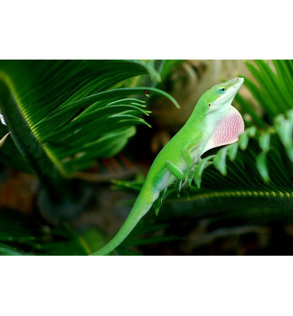Anolis carolinensis Anolis carolinensis