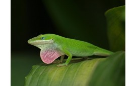 Anolis carolinensis Anolis carolinensis