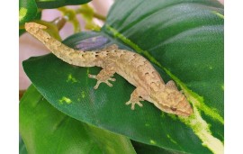 Lepidodactylus lugubris