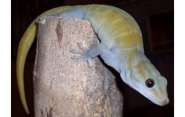 Gecko auratus Gecko auratus