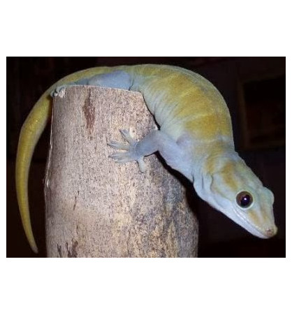 Gecko auratus Gecko auratus