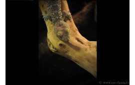 Gekko gecko Gekko gecko