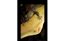 Gekko gecko Gekko gecko