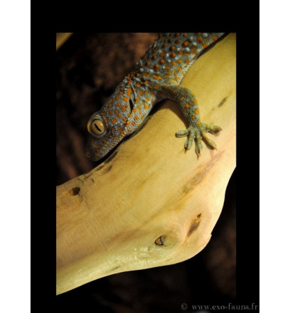 Gekko gecko Gekko gecko