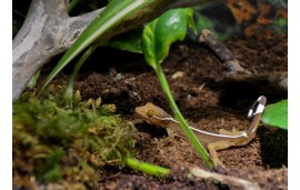 Gecko vittatus