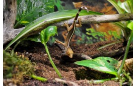 Gecko vittatus