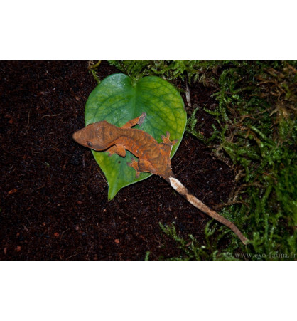 Correlophus ciliatus Correlophus ciliatus