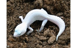 Eublepharis macularius Blizzard het bell Eublepharis macularius Blizzard het bell