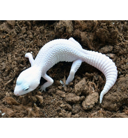 Eublepharis macularius Blizzard het bell Eublepharis macularius Blizzard het bell