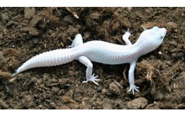 Eublepharis macularius Blizzard het bell Eublepharis macularius Blizzard het bell