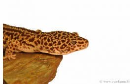 Eublepharis macularius super giant Eublepharis macularius super giant