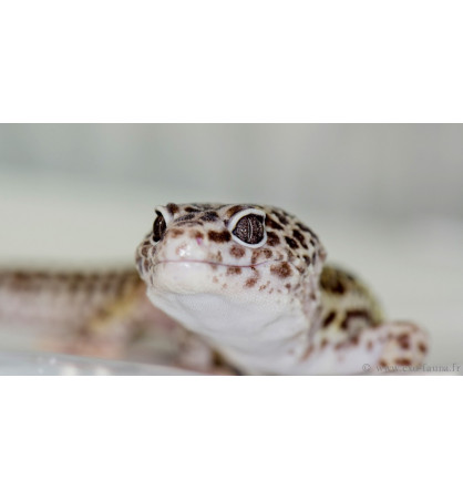 Eublepharis macularius super giant Eublepharis macularius super giant