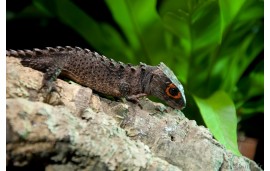 Tribolonotus gracilis